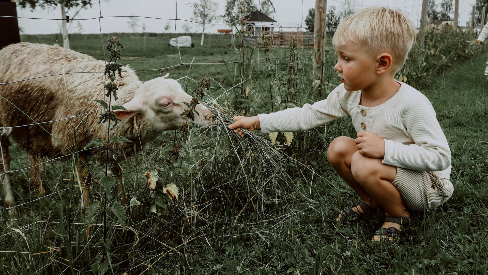 Poika ruokkii lammasta Vaniljan sävyisessä AJATON paidassaan
